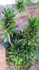 Dracaena fragrans compacta
