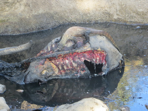 Bubalus bubalis