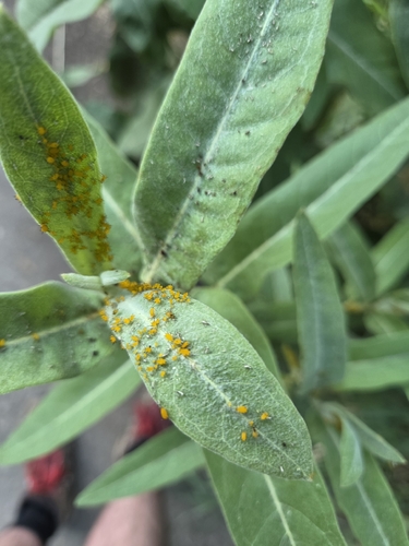 iNaturalist observation photo of Oleander Aphid