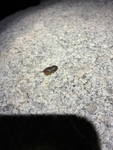 iNaturalist observation photo of Pacific chorus frog