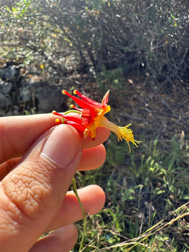 Aquilegia eximia, photograph 6
