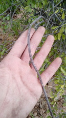 Peniocereus striatus