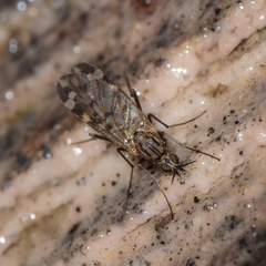 Sylvicola alternatus