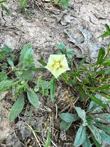 Edwards plateau five-eyes