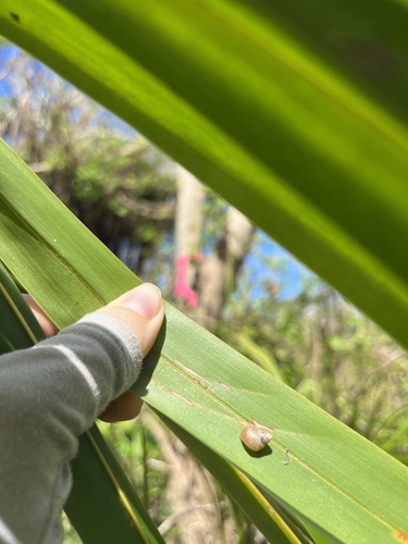 Partula lutaensis observed 2026-07-22