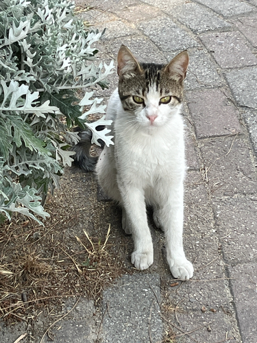 Domestic Cat