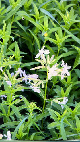 common soapwort