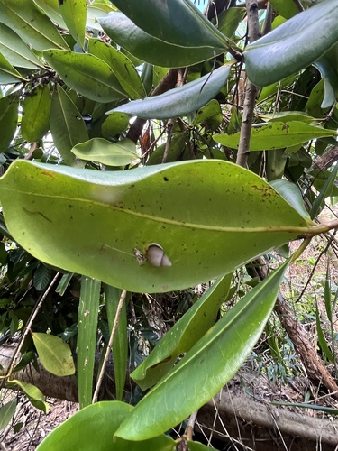 Partula lutaensis observed 2026-07-22