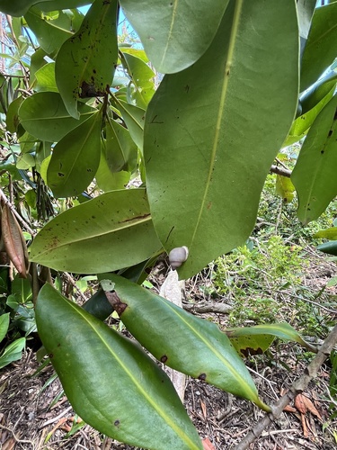 Partula lutaensis observed 2026-07-22