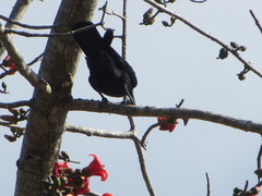 Corvus macrorhynchos macrorhynchos