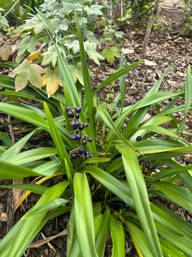 Dianella sandwicensis observed 2026-07-21