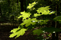 Acer platanoides