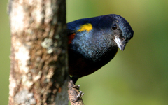 Euphonia pectoralis