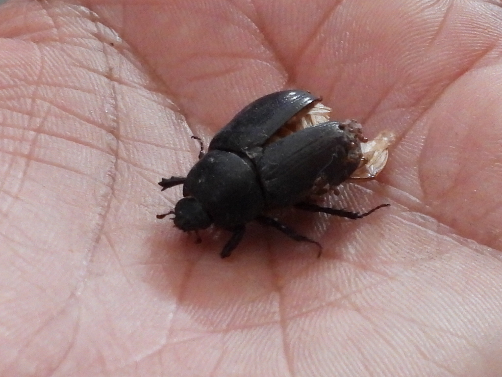 Ligyrus nasutus