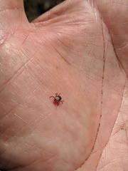Dermacentor occidentalis
