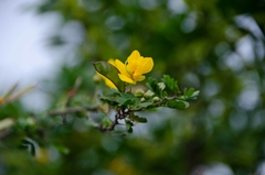 Chamaecrista greggii