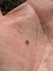 Dermacentor occidentalis