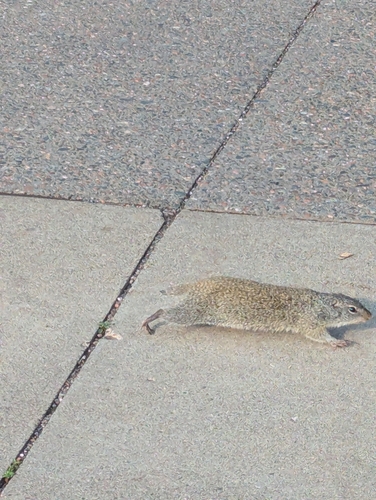 Franklin's Ground Squirrel