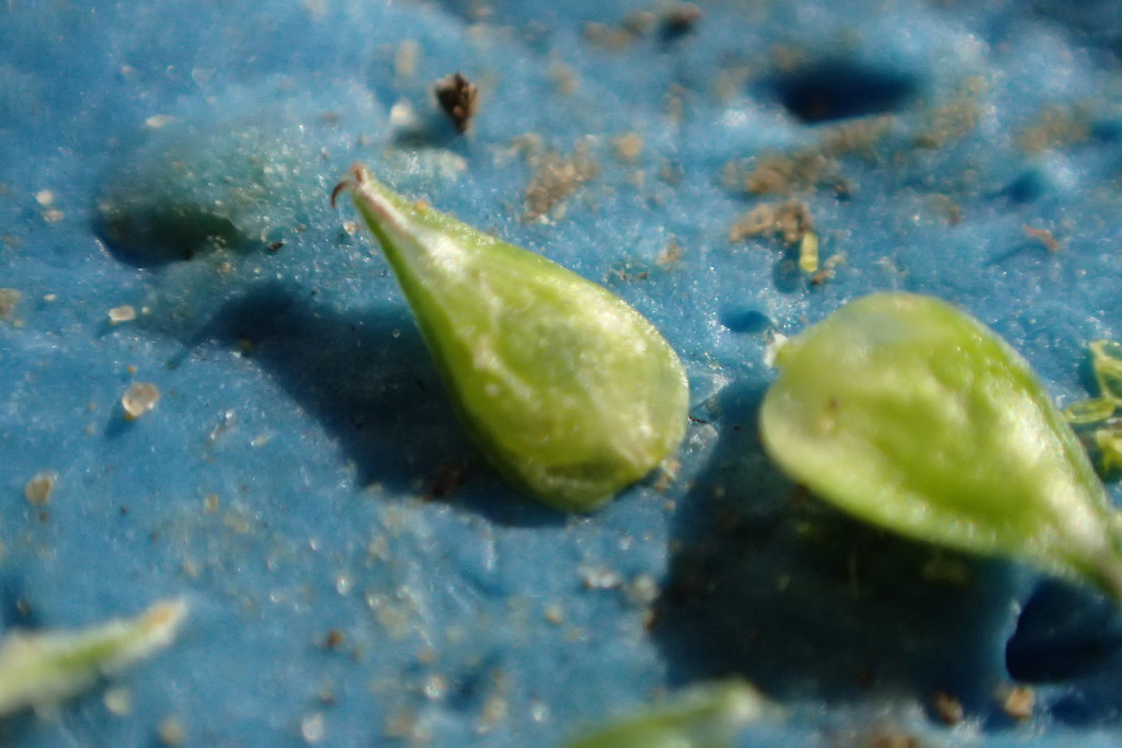 Carex rétroflexa