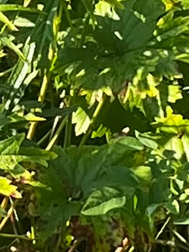 Sidalcea hendersonii, photograph 3