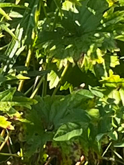 author not stated, no rights reserved Sidalcea hendersonii, photograph author not stated, no rights reserved