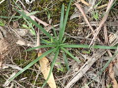 Chamaescilla corymbosa