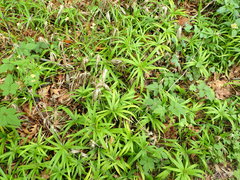 Cyperus albostriatus