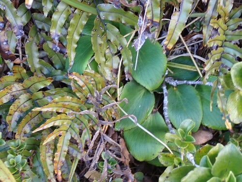 Ourisia macrocarpa observed 2026-07-02