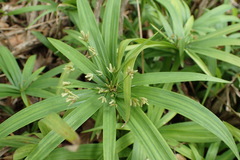 Cyperus albostriatus