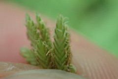 Cyperus albostriatus