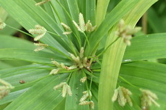 Cyperus albostriatus