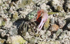 Paraleptuca crassipes