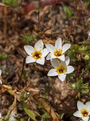 Leptosiphon lemmonii