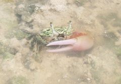 Paraleptuca crassipes