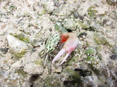 Paraleptuca crassipes