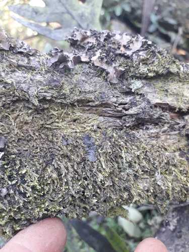 Dichelodontium nitidum observed 2026-07-10