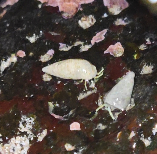 Calcinus guamensis observed 2025-12-16