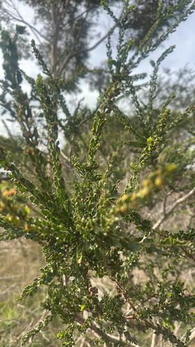 Kangaroo thorn