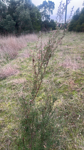 Australian Blackthorn