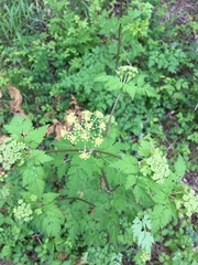 Thaspium chapmanii