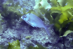 Nemadactylus douglasii