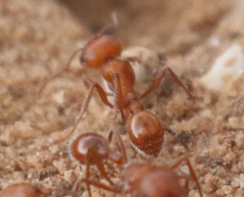 Maricopa Harvester Ant