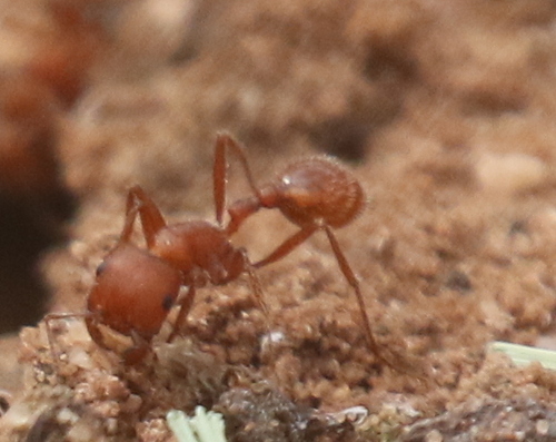 Maricopa Harvester Ant