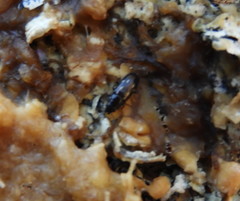 Glischrochilus vittatus