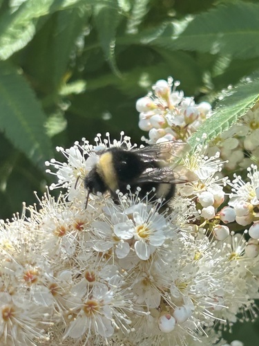Cryptic Bumble Bee