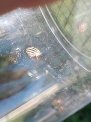 Kuschelina petaurista