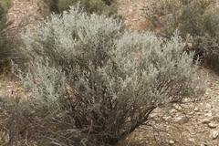 Tetradymia stenolepis