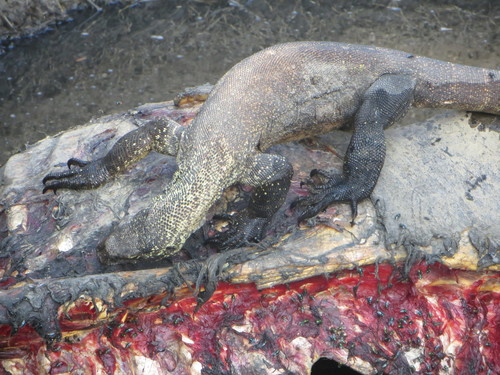 Komodo Dragon — seen at this dive site