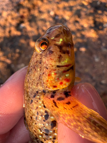 Goby (Istigobius ornatus) — Gobiidae — 2