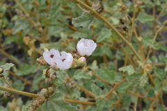 Sphaeralcea fulva